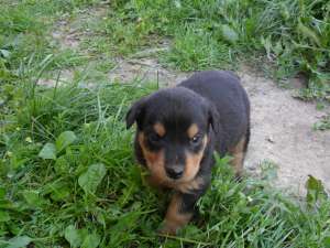 DE VINZARE CATEI ROTTWAILER DE 6 SAPTAMINI