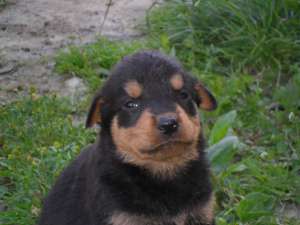 DE VINZARE CATEI ROTTWAILER DE 6 SAPTAMINI