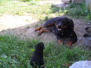 DE VINZARE CATEI ROTTWAILER DE 6 SAPTAMINI