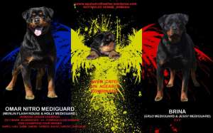 vand pui rottweiler