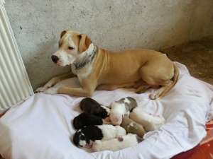 pui rasa Amstaff