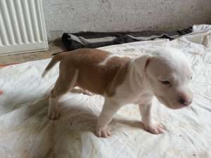 pui rasa Amstaff