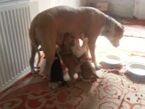 pui rasa Amstaff