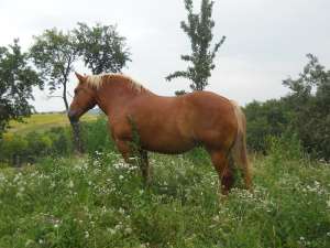 V�ND IAPĂ ARDENEZĂ ȘI M�NZ