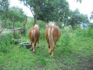 V�ND IAPĂ ARDENEZĂ ȘI M�NZ