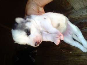Crescator  Husky Siberian