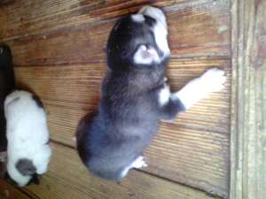 Crescator  Husky Siberian