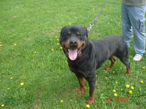 PIERDUT ROTTWEILER RASINARI-POPLACA-DUMBRAVA IN JUDETUL SIBIU