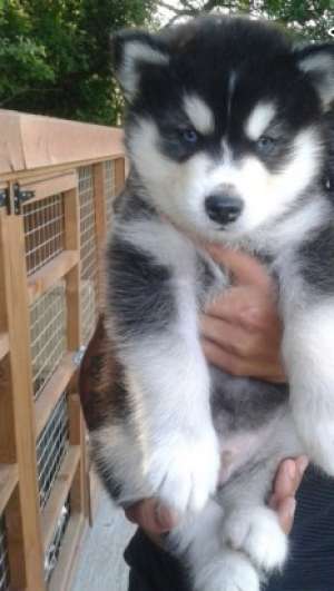 Siberian Husky Puii ** gata acum **