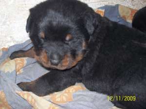 pui rottweiler