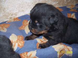 pui rottweiler