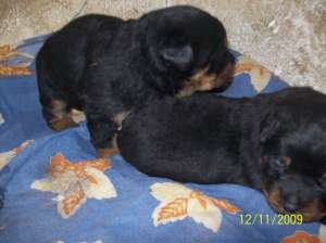 pui rottweiler