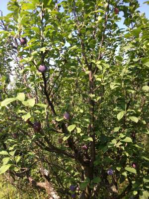 vand prune