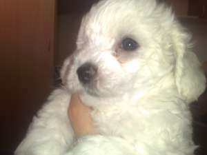 vand pui bichon frise mascul sau femela  7 saptamani