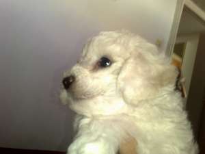 vand pui bichon frise mascul sau femela  7 saptamani