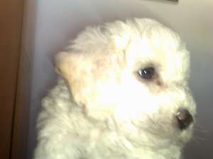 vand pui bichon frise mascul sau femela  7 saptamani