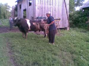 TAUR DE VANZARE, PESTE 700 KG, RASA HOLSTEIN, 
