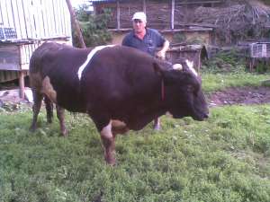 TAUR DE VANZARE, PESTE 700 KG, RASA HOLSTEIN, 