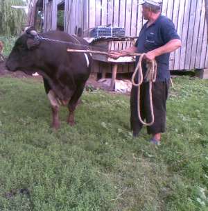 TAUR DE VANZARE, PESTE 700 KG, RASA HOLSTEIN, 