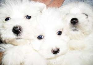 Vand pui Bichon Maltese