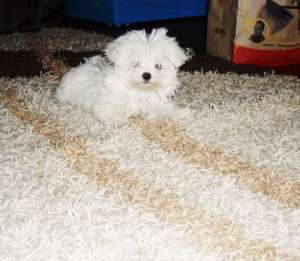 Vand pui Bichon Maltese