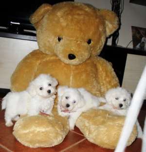 Vand pui Bichon Maltese
