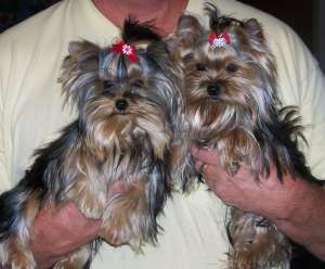 vand yorkshire terrier toy