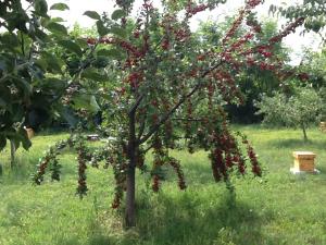 Stupul casei - producere miere bio