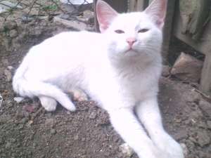 vand motn angora turceasca 100 ron
