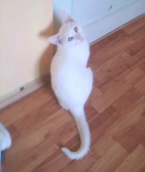 vand motn angora turceasca 100 ron