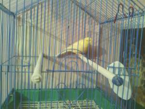 C�nd canari