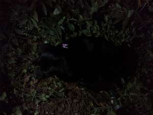 Gasit catelusa neagra