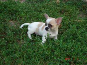 vand caine chihuahua