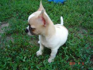 vand caine chihuahua