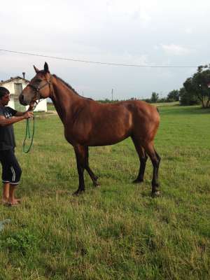 Vand cai sport