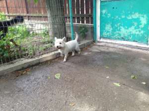Vand catelusa Westie cu pedigree