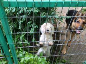 Vand catelusa Westie cu pedigree