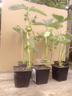 Capsune gigant - SUPEROFERTA -