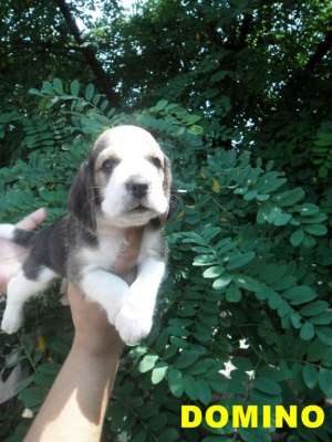 Catei  Beagle de vanzare cu Pedigree