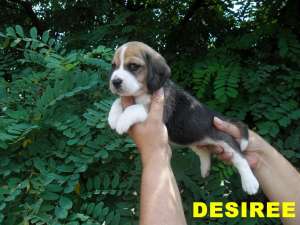 Catei  Beagle de vanzare cu Pedigree