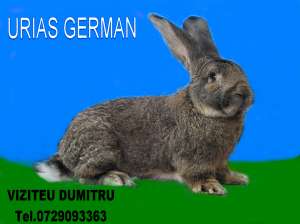 Vand Iepuri de rasa: Urias German,    Neozelandez