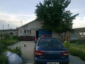 urgent vand sau schimb ferma cu tot cu 65 porci vietnamezi