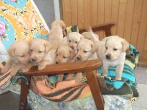 Catei labrador