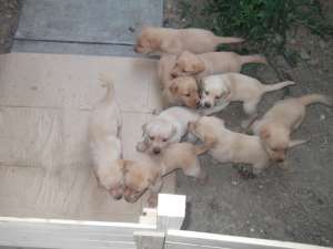 Catei labrador
