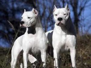 caut urgent sa adopt dog argentinian sau caine talie mare rau