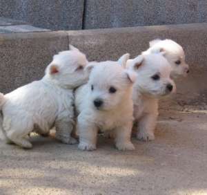 WESTIE!