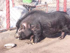 porci vietnamezi de vanzare