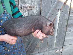porci vietnamezi de vanzare