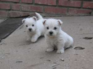 WESTIE!