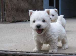 WESTIE!